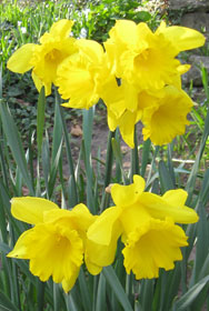 Spring Flowers, Daffodils in Spring