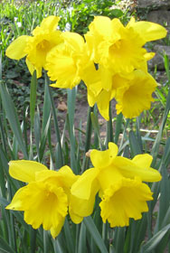 Daffodils