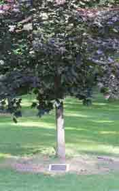 Memorial Tree & Plaque